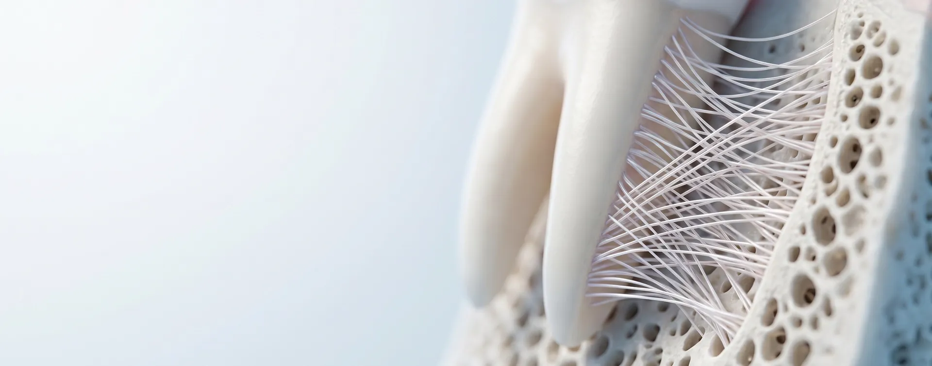 3D-Illustration des Zahnhalteapparats mit Wurzel, Fasern und Kieferknochen