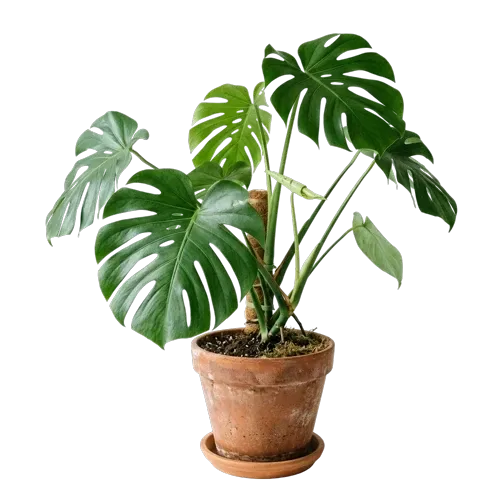 Monstera-Pflanze in einem Terrakotta-Topf